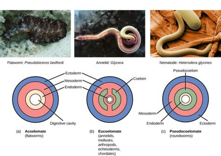 Are humans coelomates or pseudocoelomates