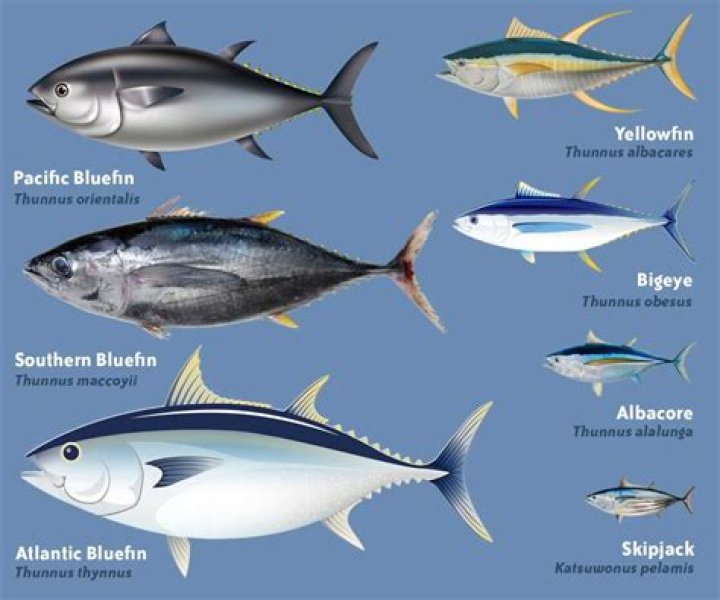 Are tuna fish carnivores
