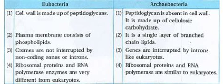 Difference between archaebacteria and eubacteria