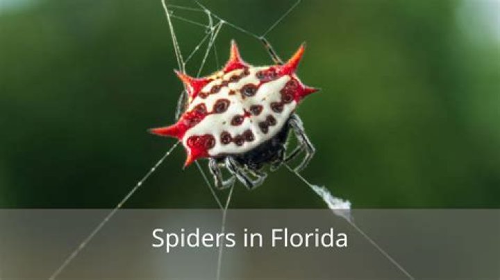 DISCOVER: The Spiders Encourage Citizens To Vote With Their Rock Song 
