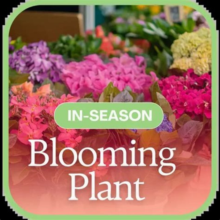           Every Flower's Season: Blooming and Fading