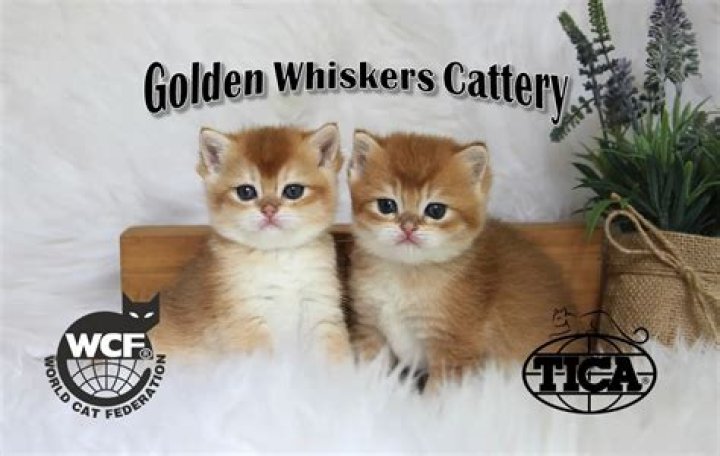 Golden Whiskers Cattery video statistics
