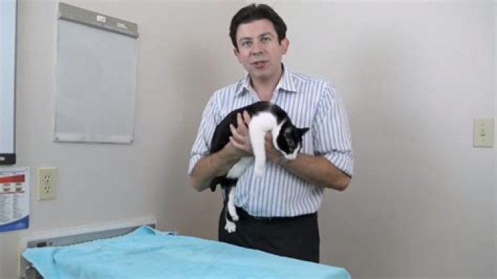 Helpful Vancouver Vet Статистика видео