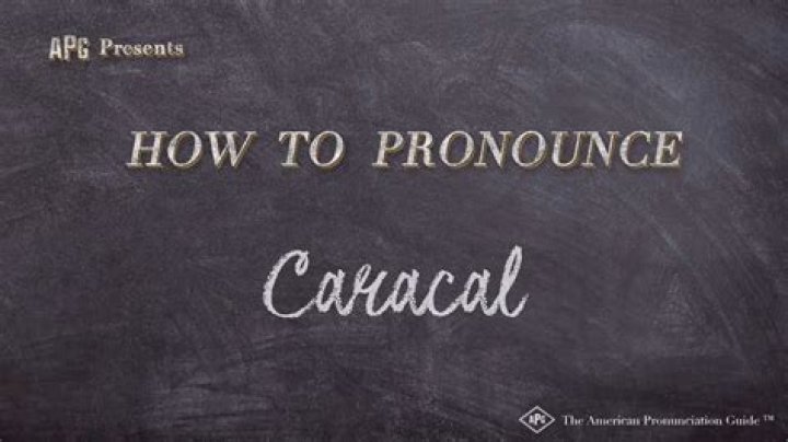 How to pronounce caracal