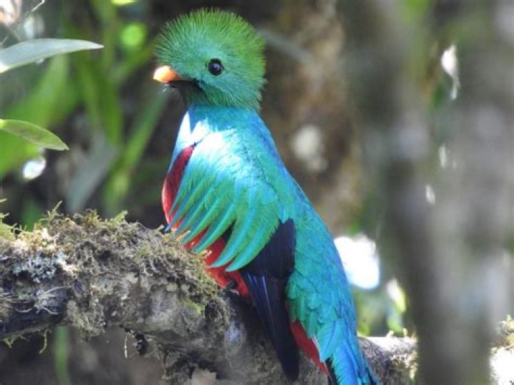 Quetzal’s Girlfriend: Who is Quetzal Dating?