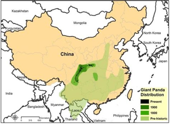 Where is the giant panda in the food chain